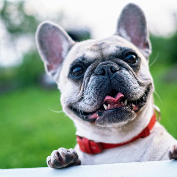 DirectMe profile picture for @smartdog