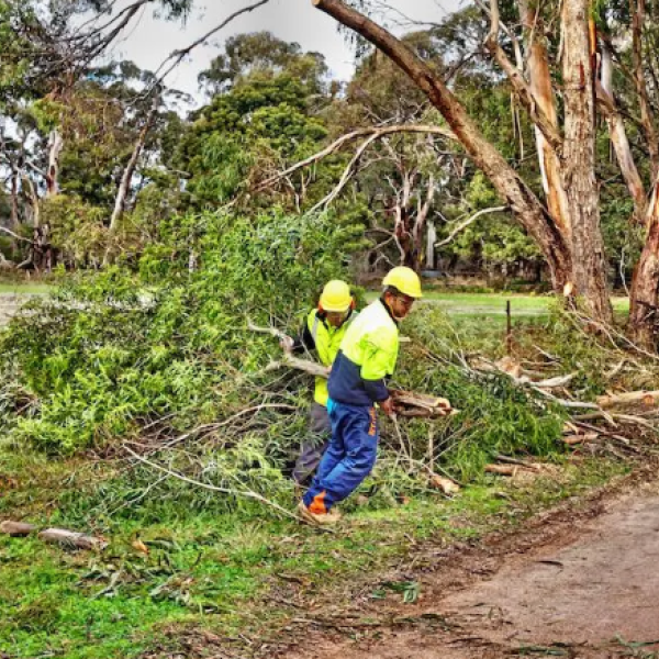 Carmel Tree Service on Direct.me
