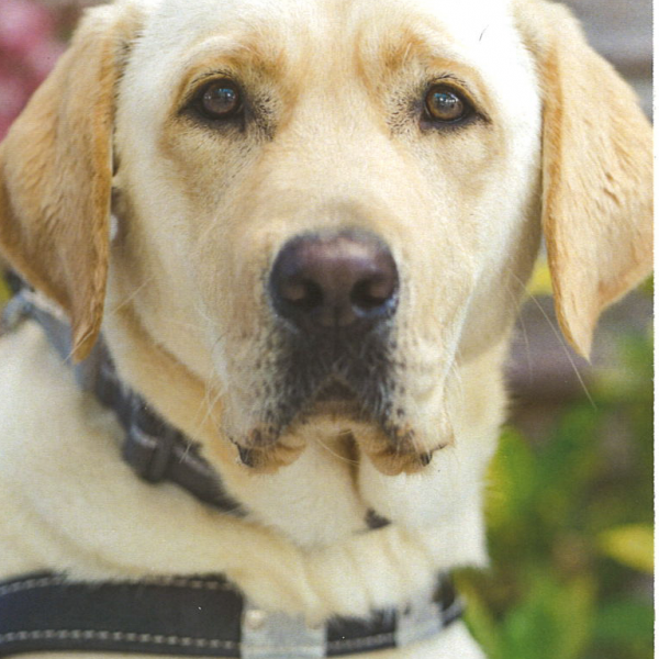 Gips_Raising_GuideDogs on Direct.me