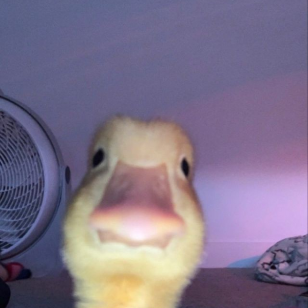 DirectMe profile picture for @ducks