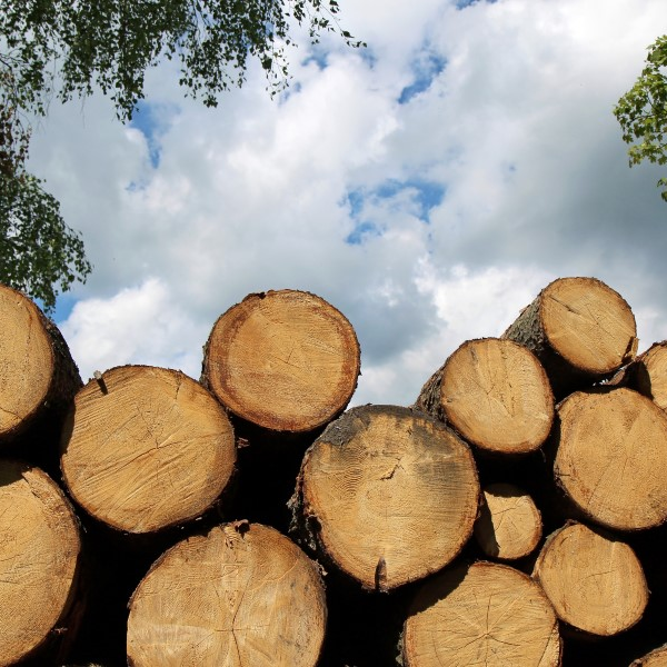 Hard Wood on Direct.me