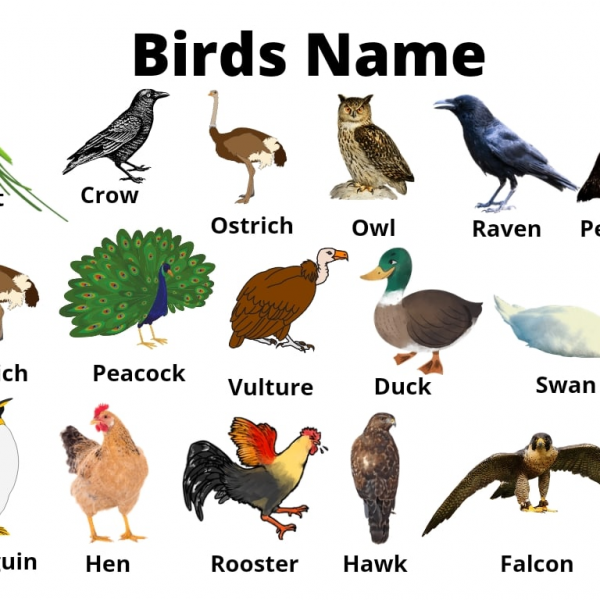 Birds Name on Direct.me