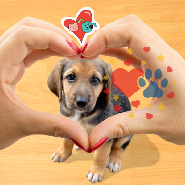 How To Love Your Dog on Direct.me