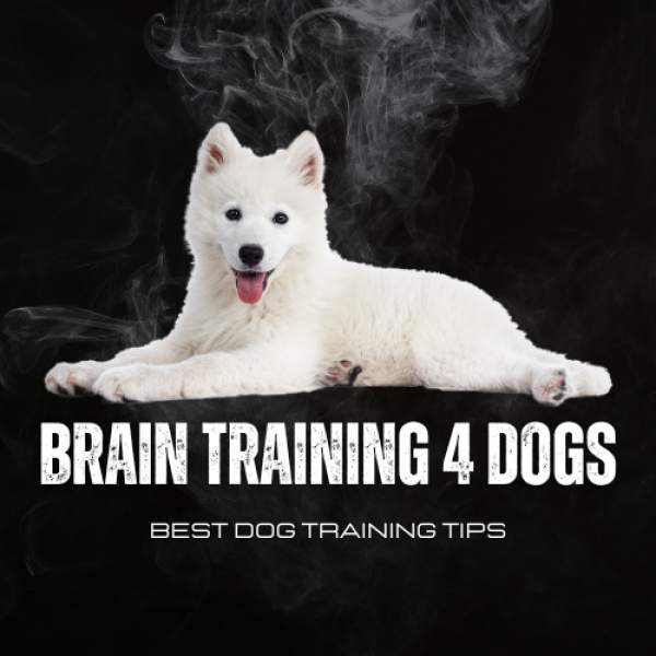Brain Training For Dog on Direct.me