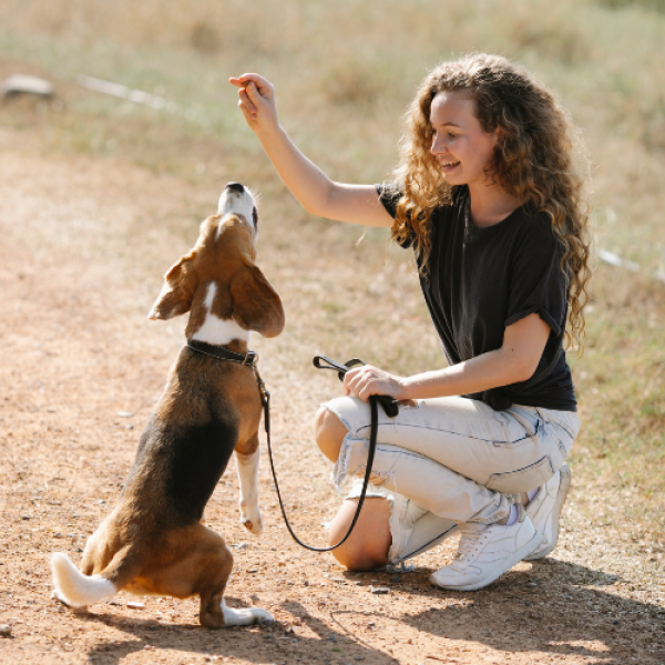 Ava's Dog Training on Direct.me