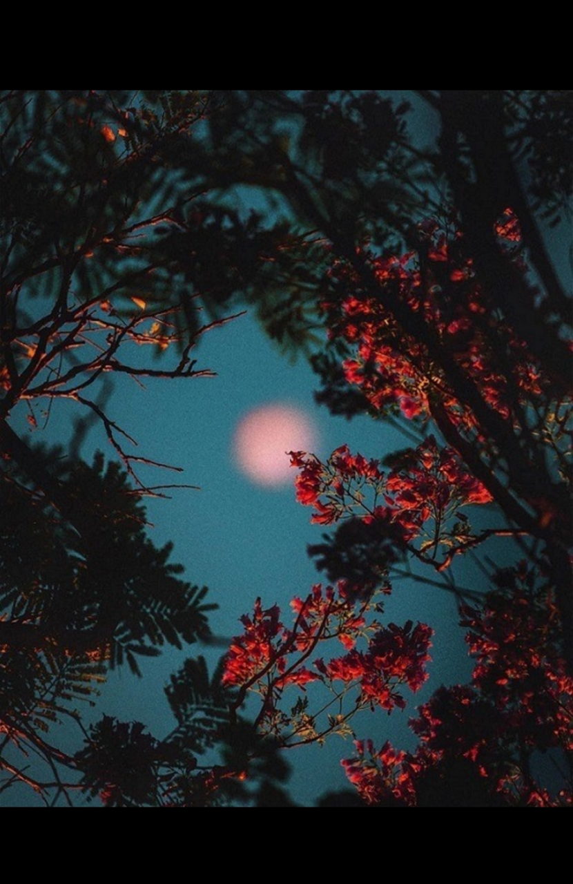 • Liara Nova® •