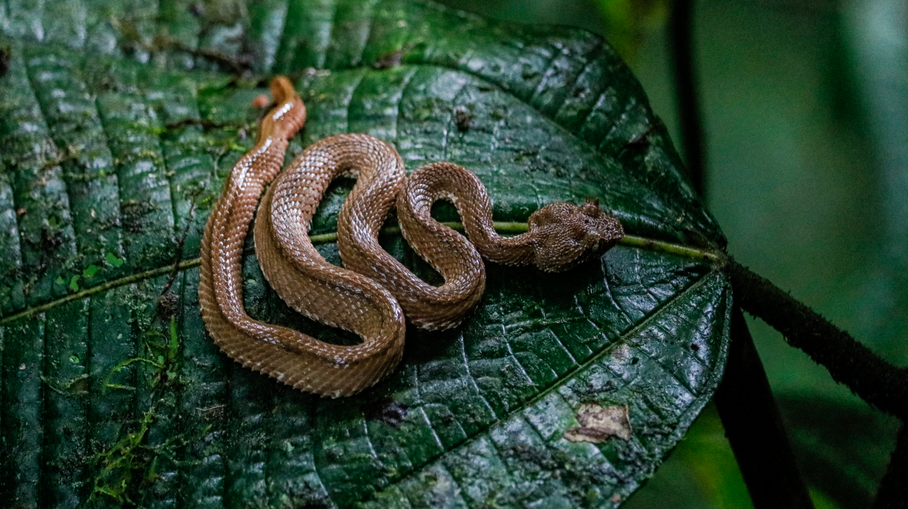 Guide Costa Rica 