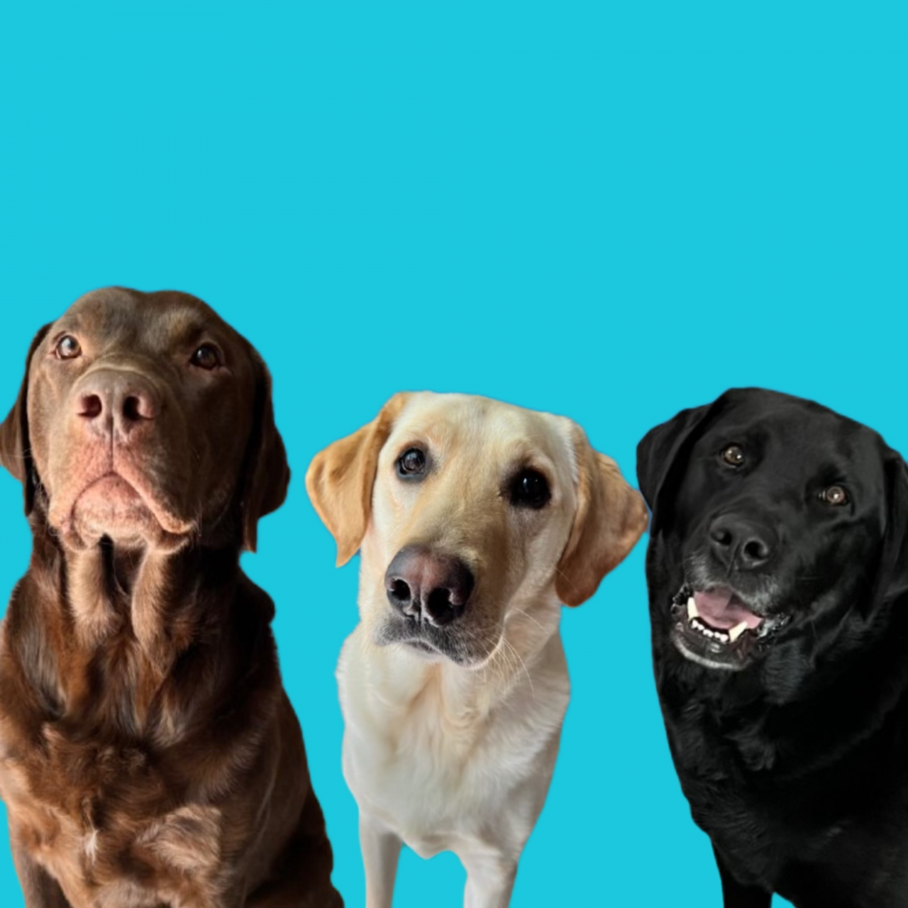 Winston, Rutledge and Reggie The Labs
