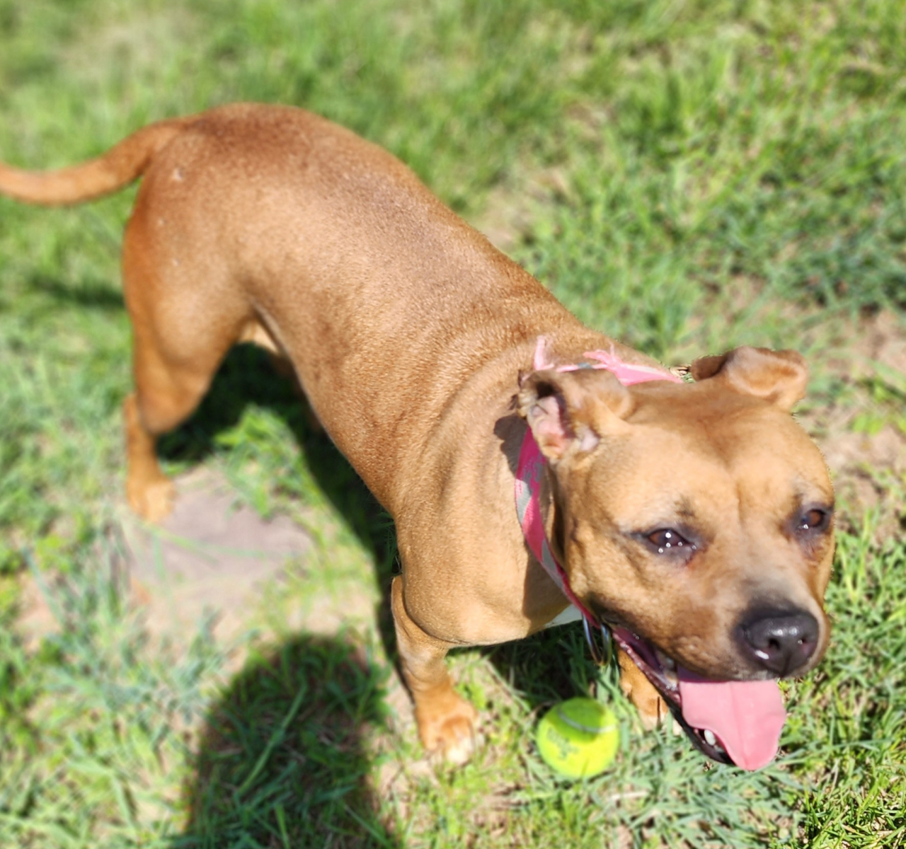 Twix the Staffy