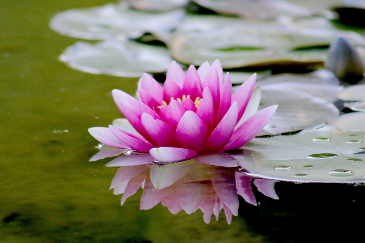 ZenFlow Yoga