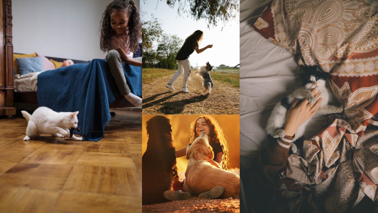 Pet Perfection Picks on Direct.me