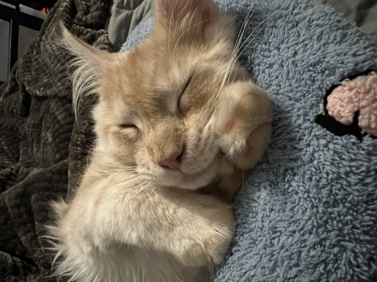 Lynx